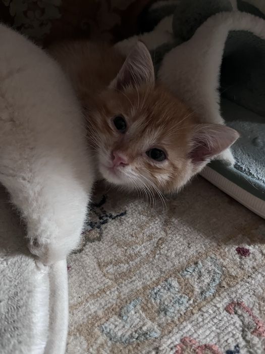 Котёнок в добрые руки