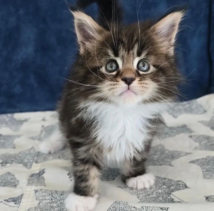 Maine Coon Disponibil