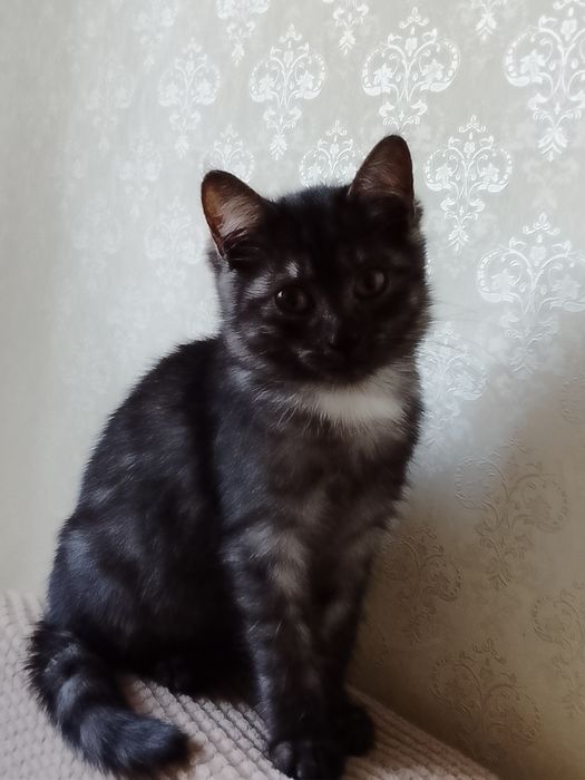 Котенок девочка.