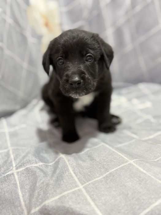 Пристраиваются щенки Лабродора в хорошие руки