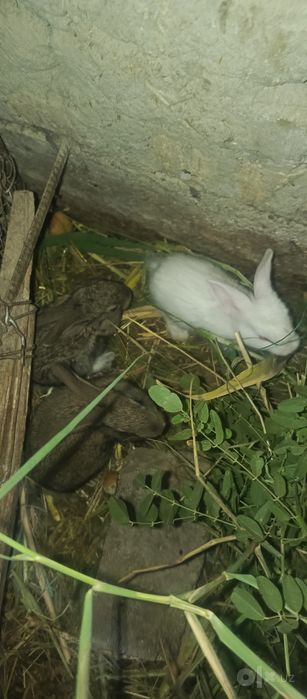 Ona quyon 10 bolalari bilan