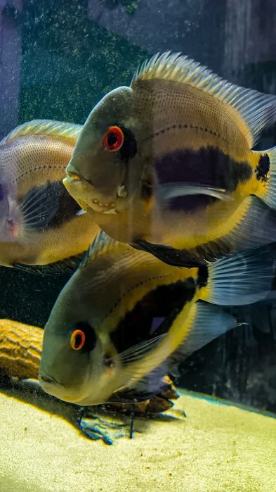 уару клинопятнистая