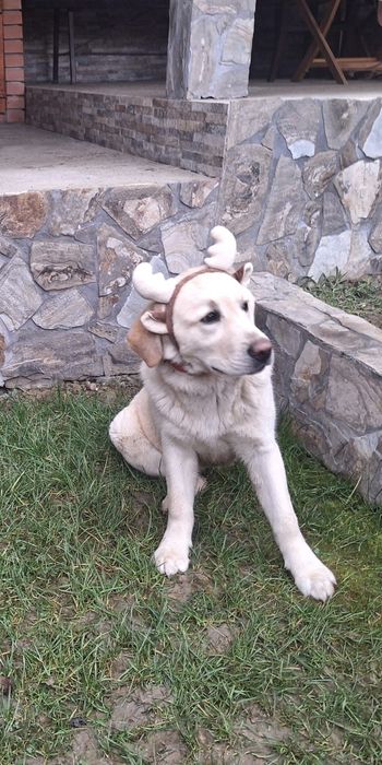 Donez labrador femela