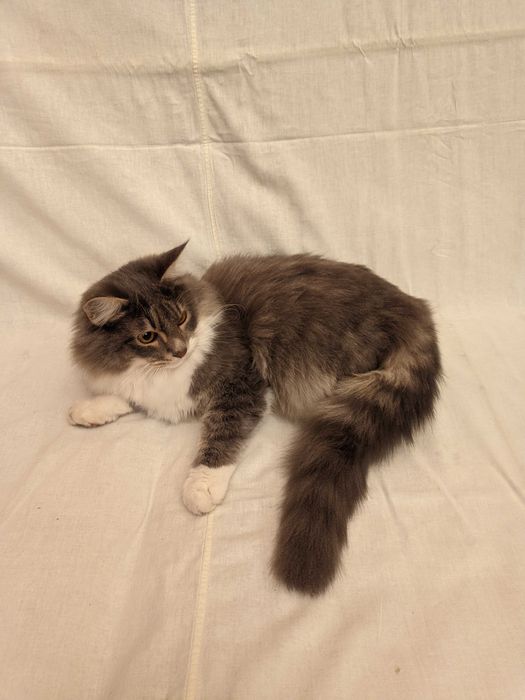 Кошка. Кот. Mushuk.