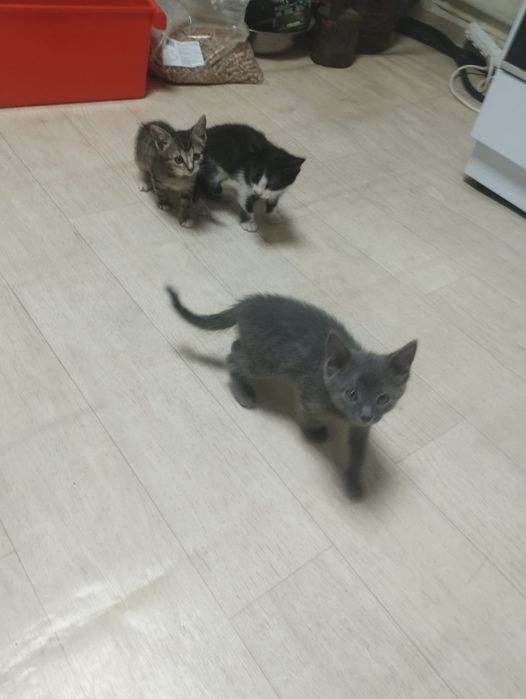 Отдам котят в добрые руки