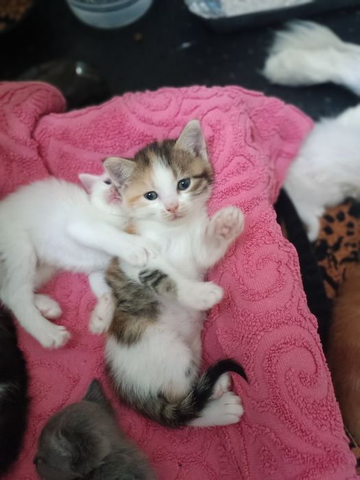 Отдаются котята в добрые, любищие  сердца