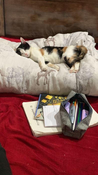 Кошка красивая чистая умная