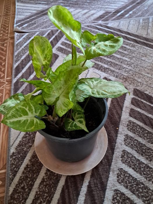 Разни разнообразни