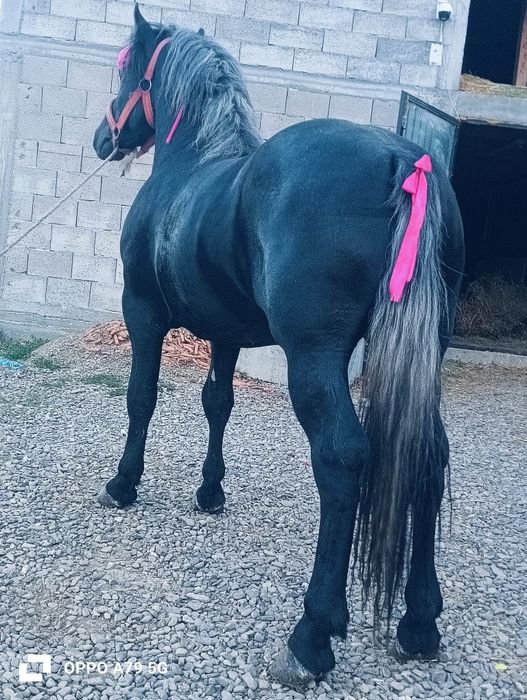 De vânzare mânz de 2 ani
