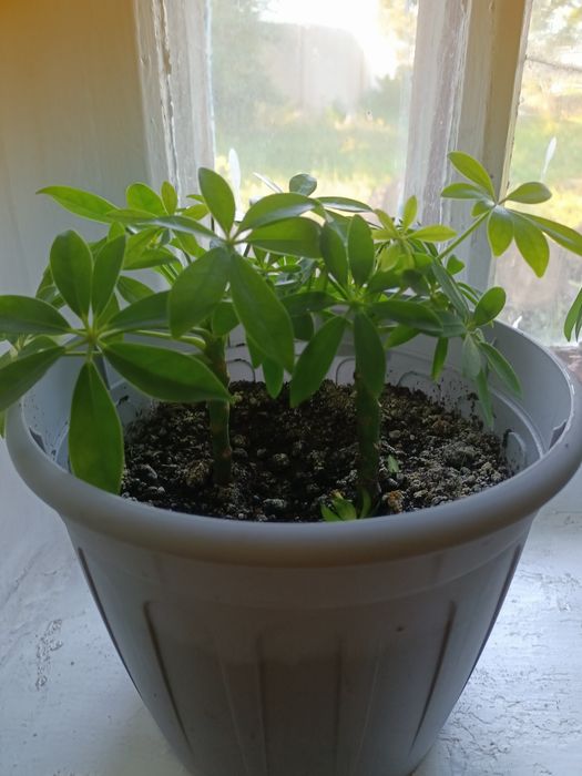 Продам  домашний цветок шефлеру