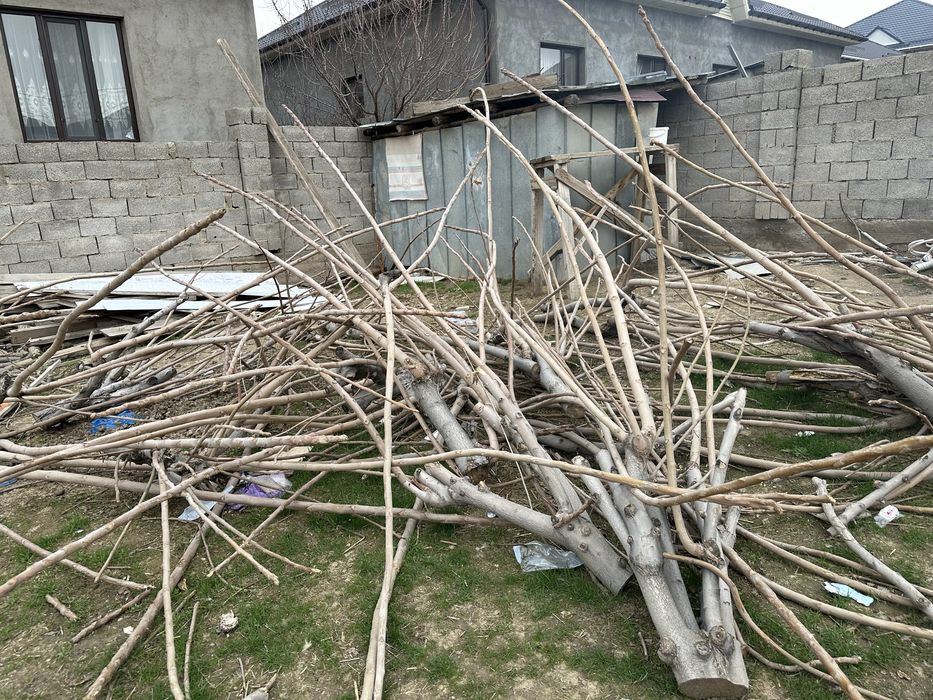 Отын агаштар бесплатно