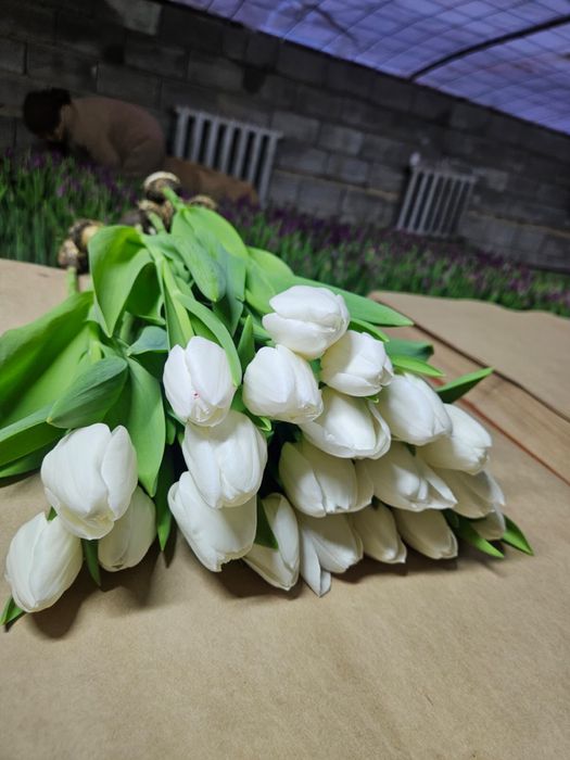 Тюльпаны к 8 марта