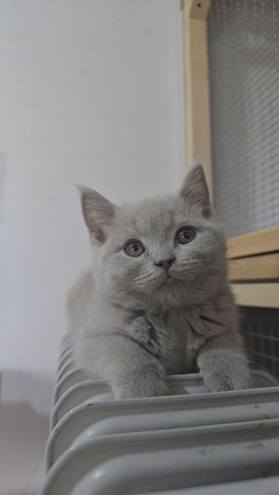 Британские мальчик тоза парода