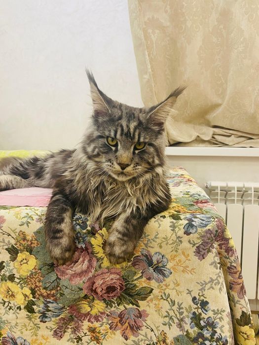 Чистокровный Мейнкун вязка