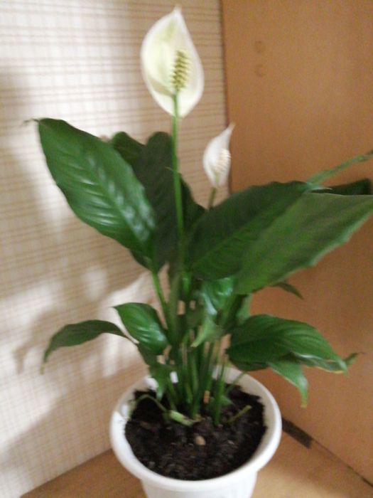 Спатифиллум (женское счастье)