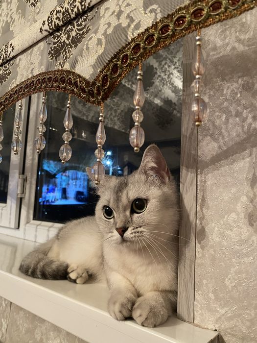 Кошка 3 года девочка