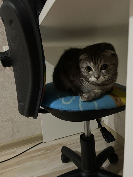 кошка вислоухая шотландская