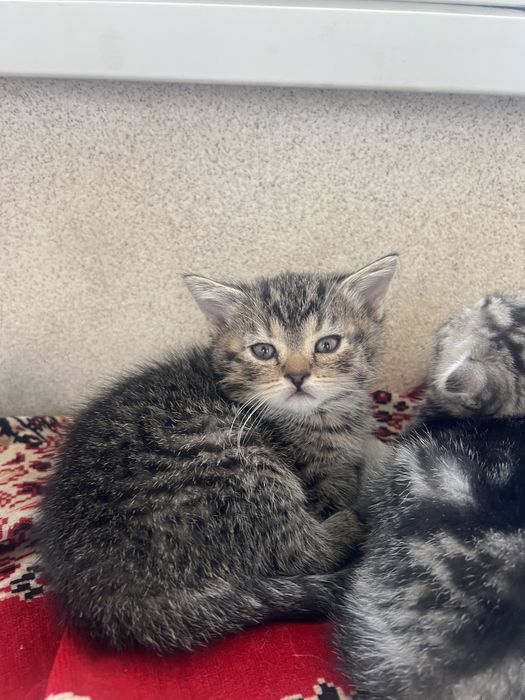 Шотландцы вислоухие котята