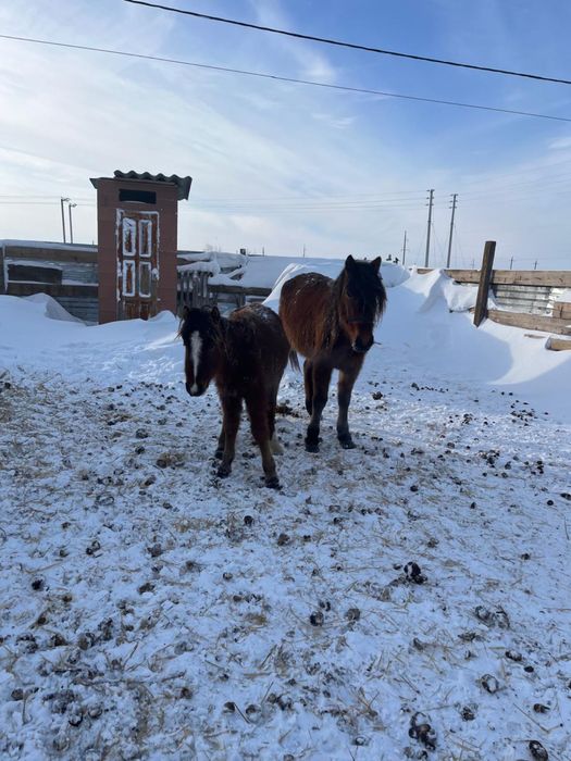 биеелер сатылады жабагыларымен