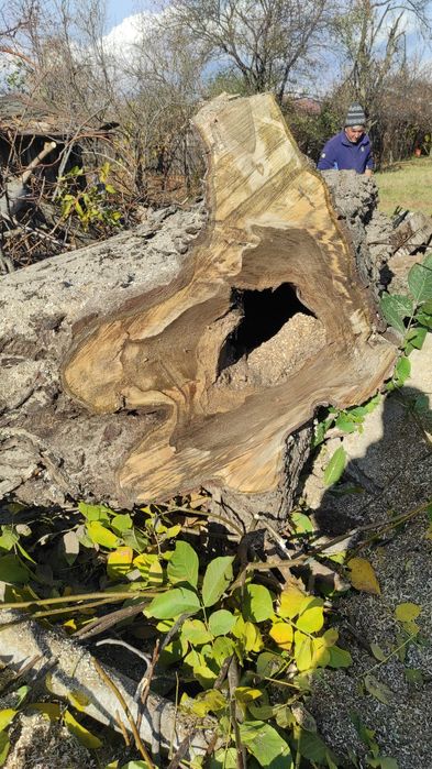 Rondele de nuc și plop