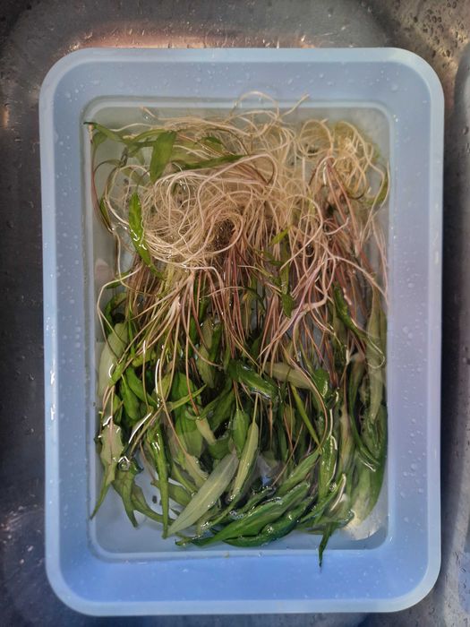 Криптокорини за сладководен аквариум