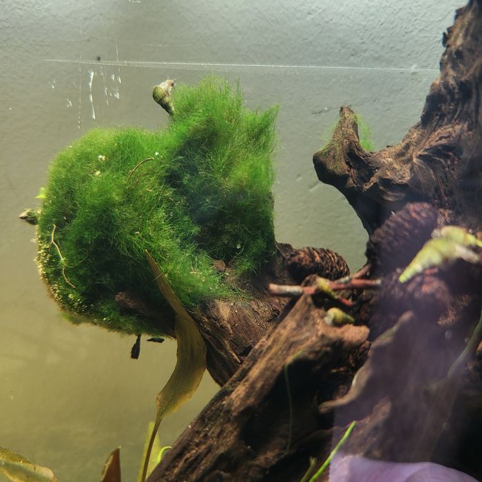 acvariu complet echipat