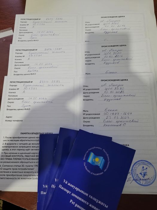 Продаю щенков бретонского эпаньоль
