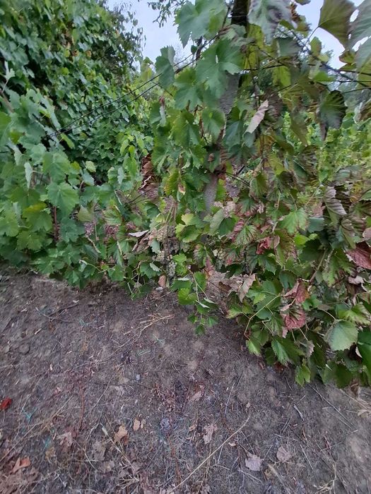 Struguri pentru vin