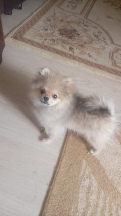 Продам доброго шпица