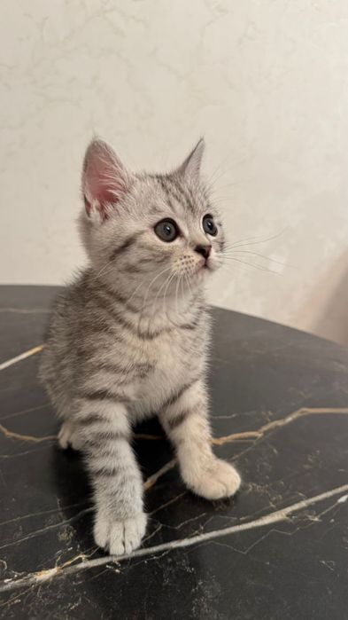 Продается кошка