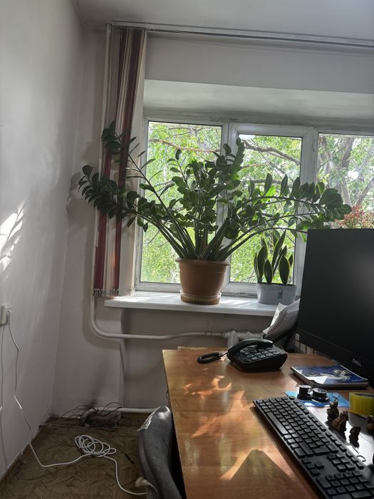 Продам замиокулькас или евро дерево