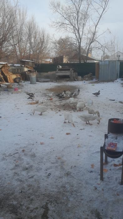 Куры гуси утки козы