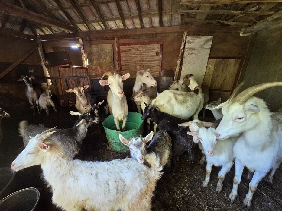 Кози за продажба