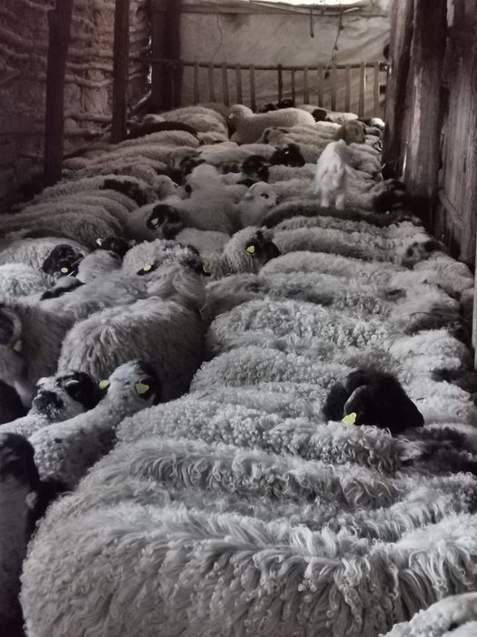 Mieluțe si berbecuți