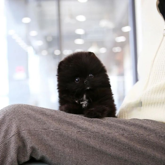 Продам  немецких щпицев