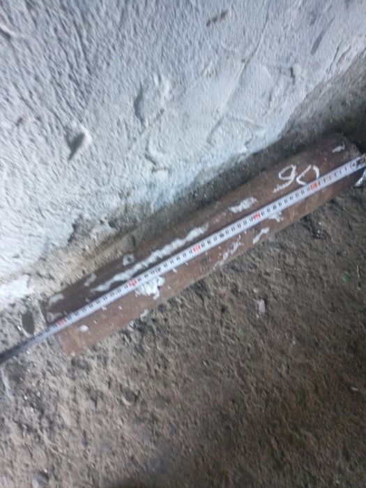 Кругляк днловой .