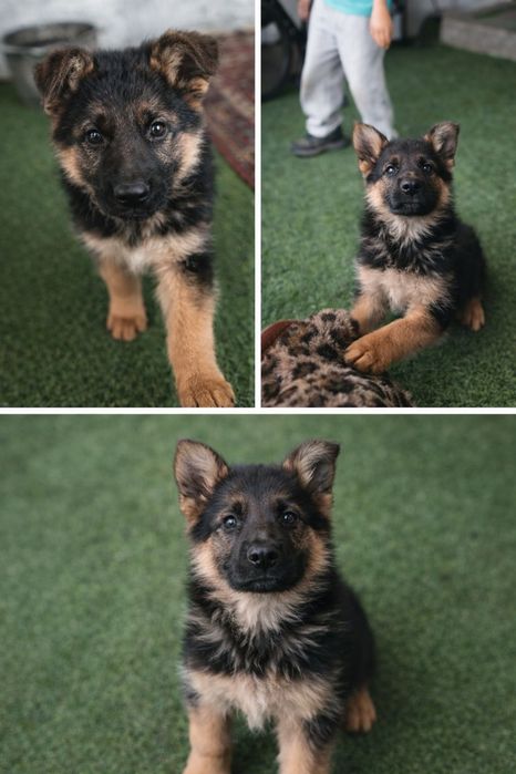 Продам щенка овчарки