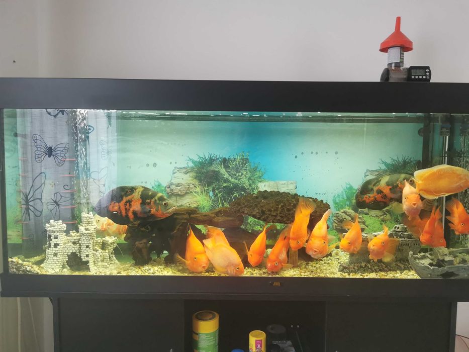 Acvariu cu pesti - ciclide papagal