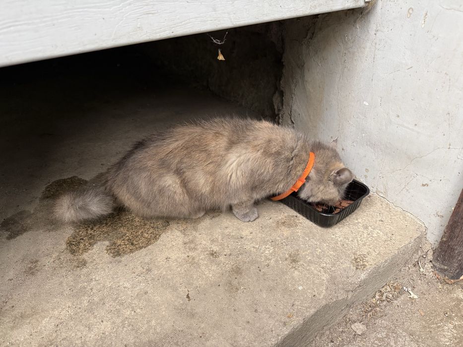 Найдена кошка с ошейником