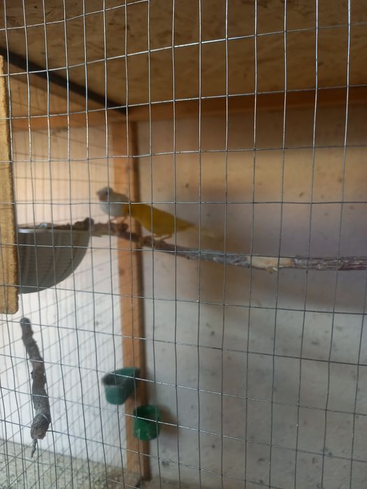 Канарейки продам.