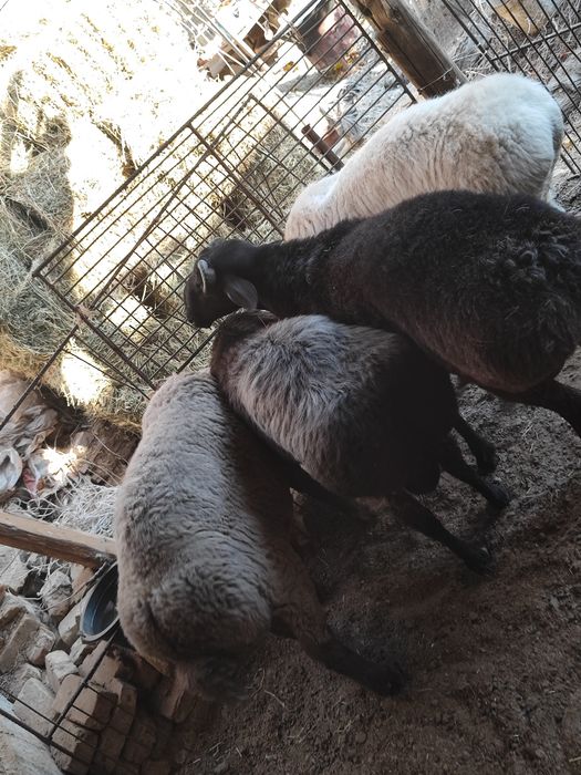 Qo'chqorlar sotiladi tezda badani semiz yeyishi