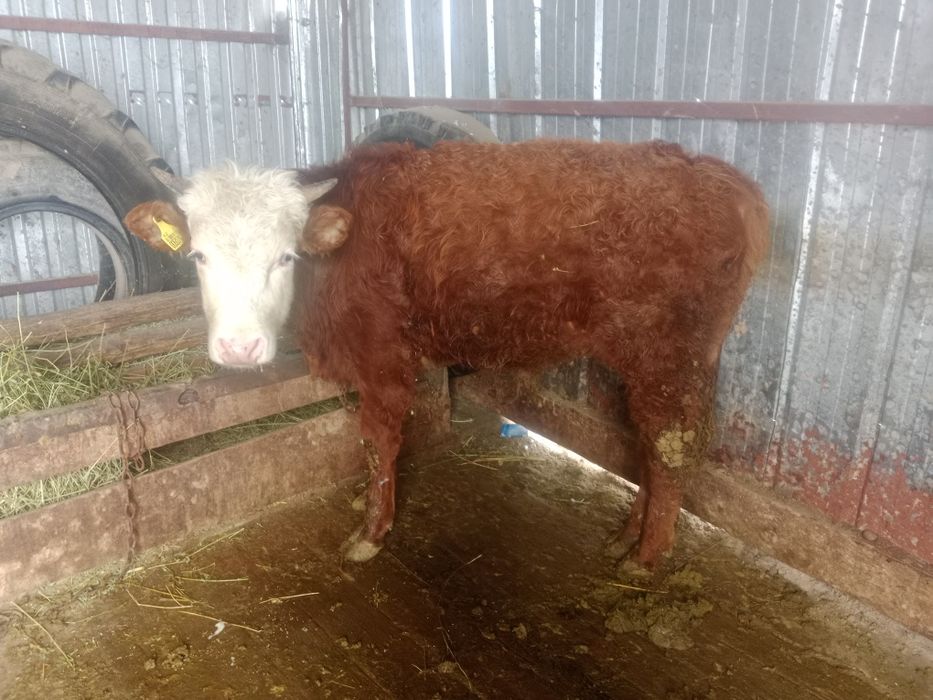 Продам два бычка