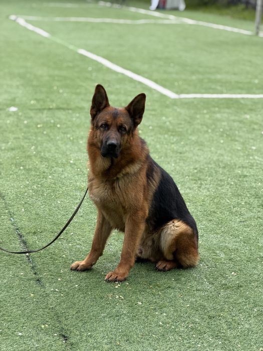 Вязка с элитным кобелем!