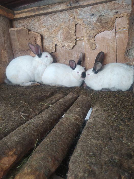 Продам кроликов.