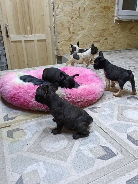 Французский бульдог