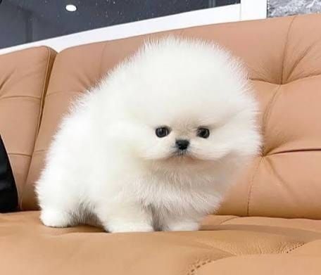 Pomeranian de excepție/pedigree