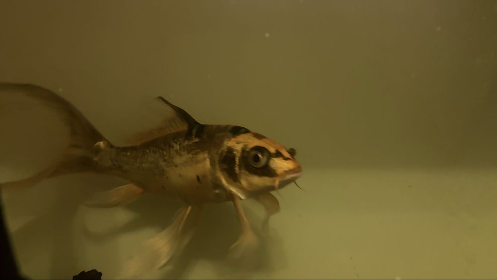 Pești crap koi fluture