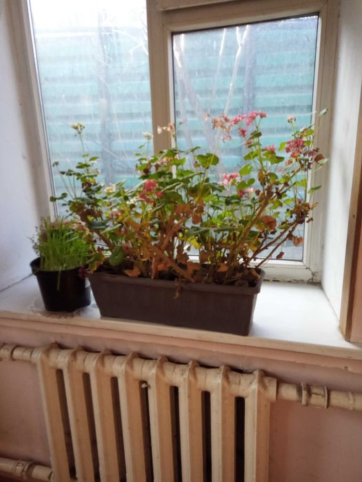 продам герань в большом горшке