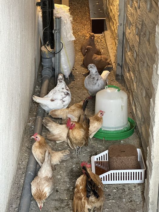 Gaini rasa serama pitic