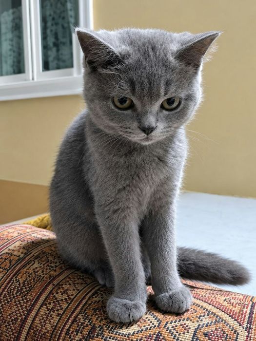 Кошки очен красивий Mushuk juda chiroyli